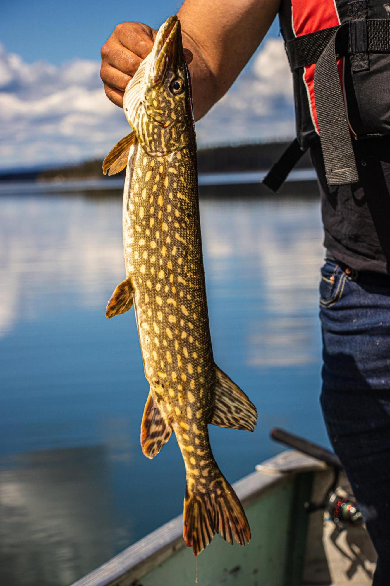 Little Atlin Lodge Tagish Luaran gambar